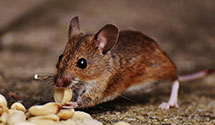 24 Hour & Emergency Exterminators in Mendota Heights, MN